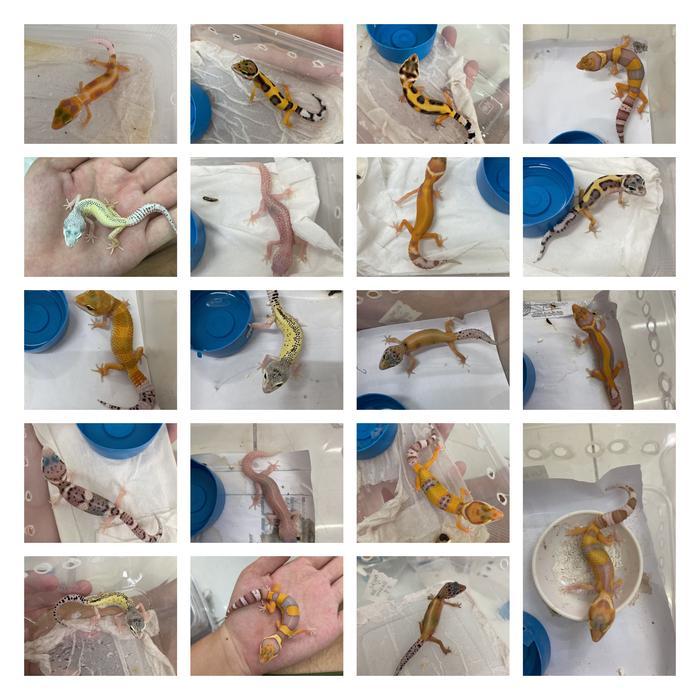 TERMURAHHH leopard gecko 1-2 bulan Random morph