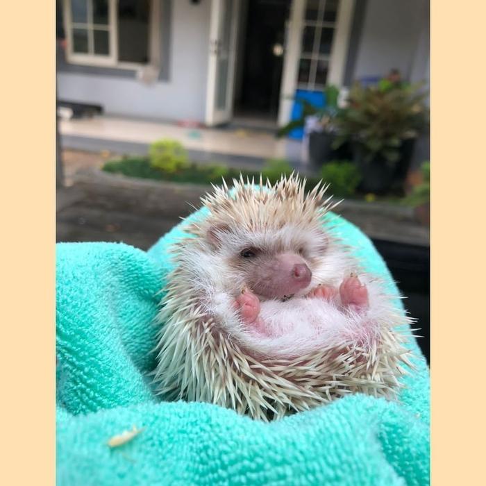 landak mini albino dapat Bonus
