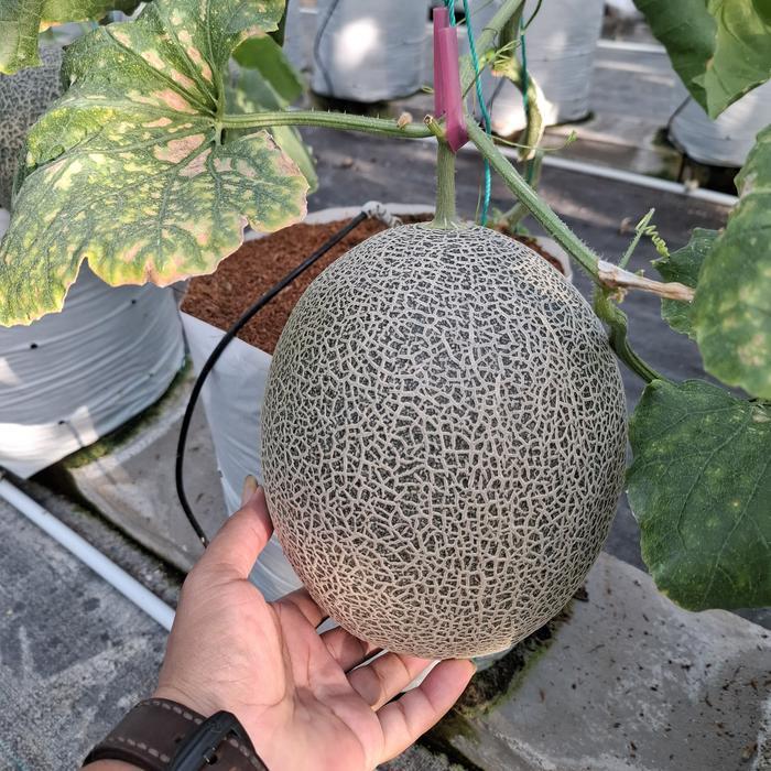 Josjismatt_ Known-You Seed Benih Melon Golden Aroma F1 Kys 50 Seed