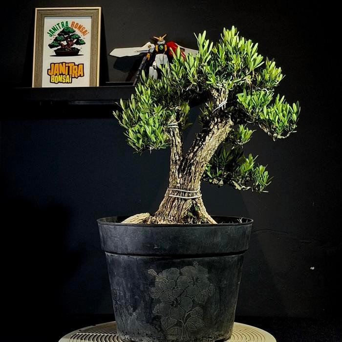 Bonsai boxus batang besar siap pajang