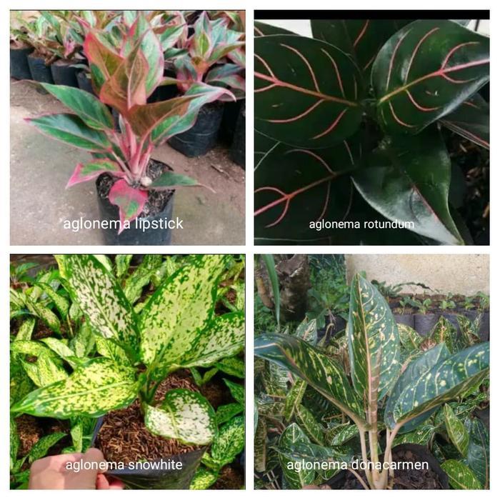 tanaman aglonema jenis Paket tanaman aglonema 4 jenis