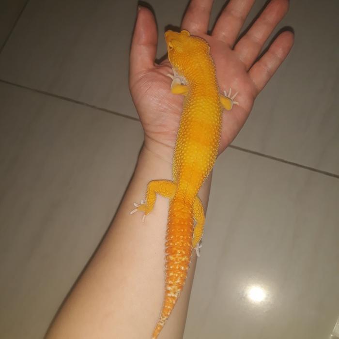 TERMURAHHH leopard Gecko super giant male perjaka