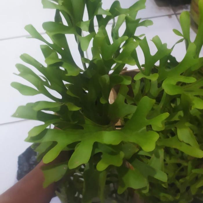 platycerium ridleyii tanduk