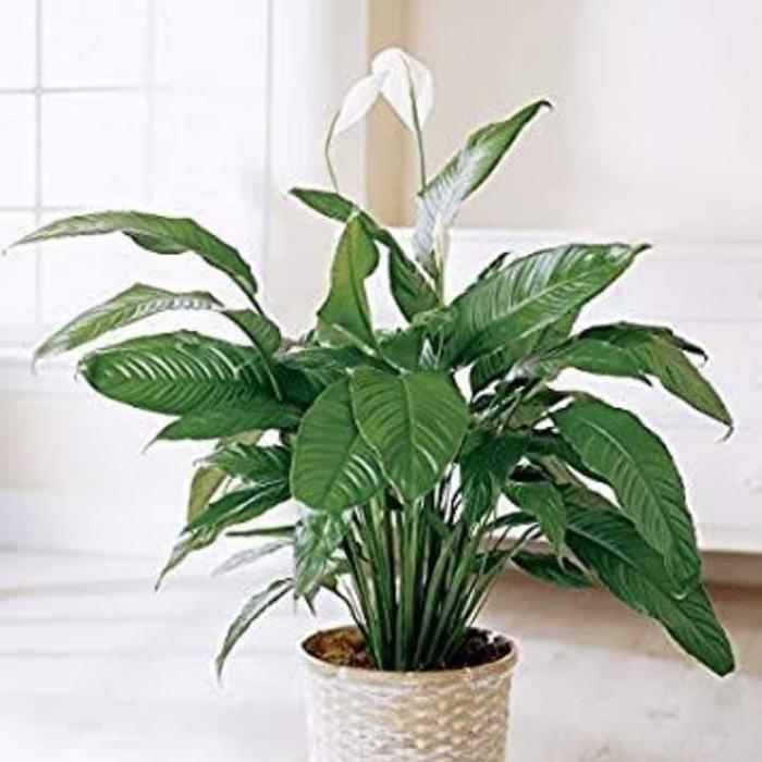 Tanaman Indoor Peace lily Green Jumbo Plus Pot Dan Batu Hias