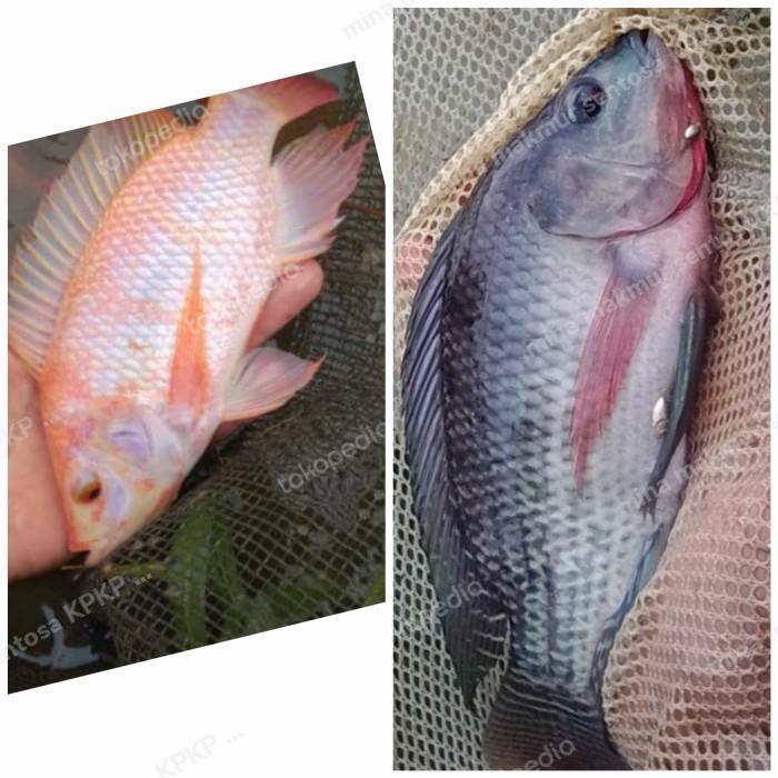 paket infukan ikan nila bangkok dan nila gesit hitam idi 4 ekor