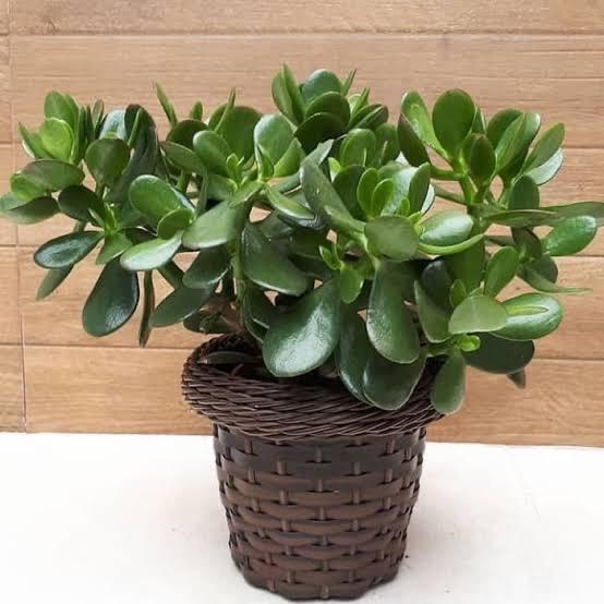 Tanaman Jade Plant Besar Pot
