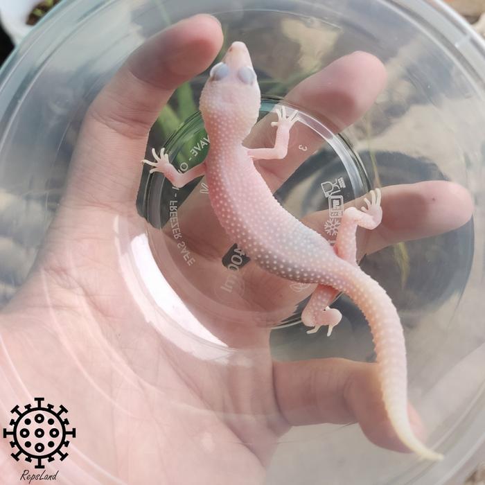 TERMURAHHH Juve Leopard gecko Blizzard Tremper Eclipse Diablo Blanco DB