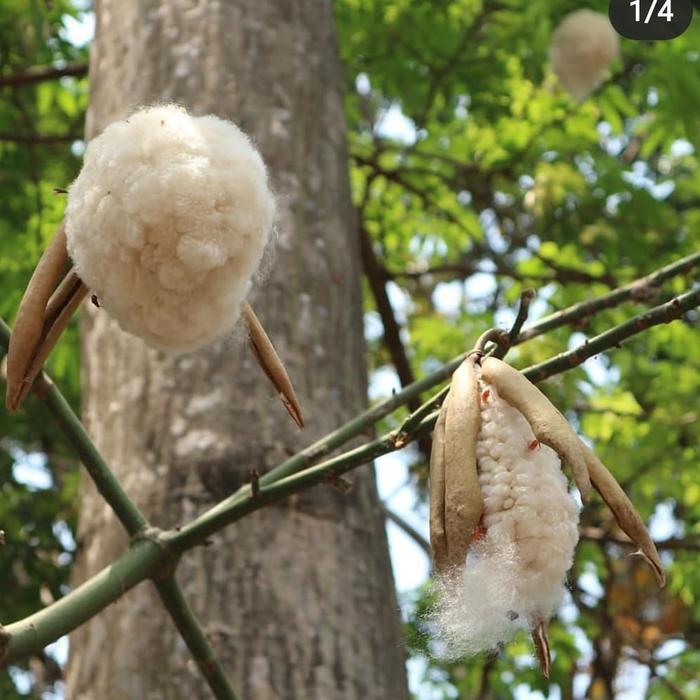 BIBIT TANAMAN KAPUK RANDU CEIBA PENTANDRA TANAMAN KAPAS
