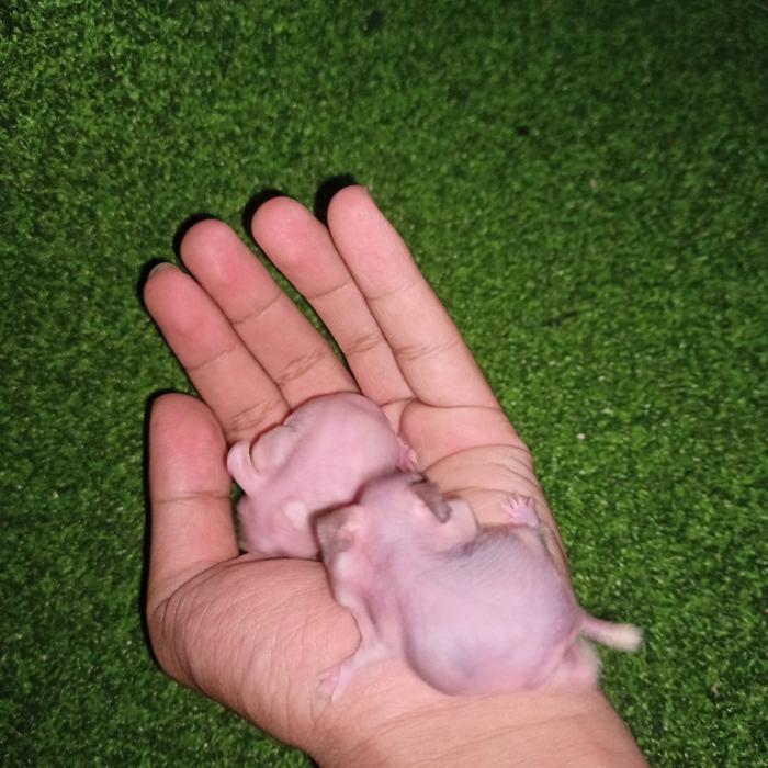 Hamster tanpa bulu hairless