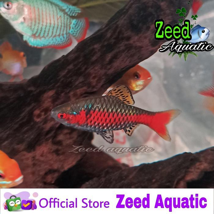 ikan hias aquascape Odessa Barb size indukan merah