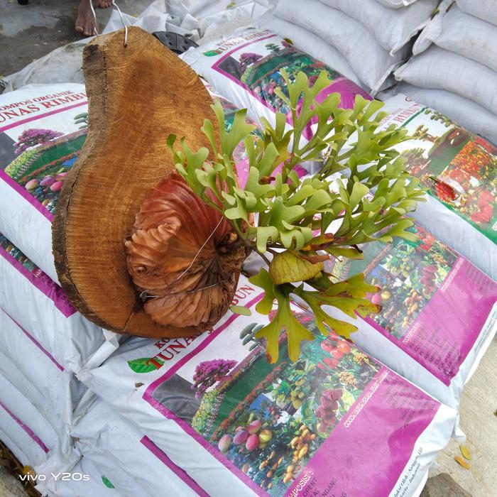 tanaman hias platycerium ridleyi / tanduk rusa / tanaman paku
