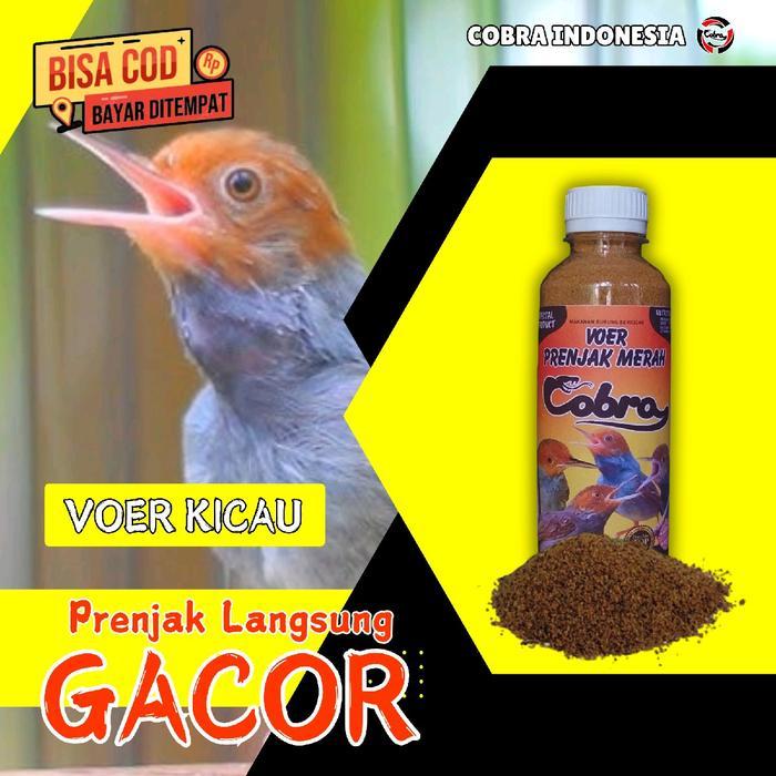 Voer Pakan Penggacor Prenjak Merah Ciblek
