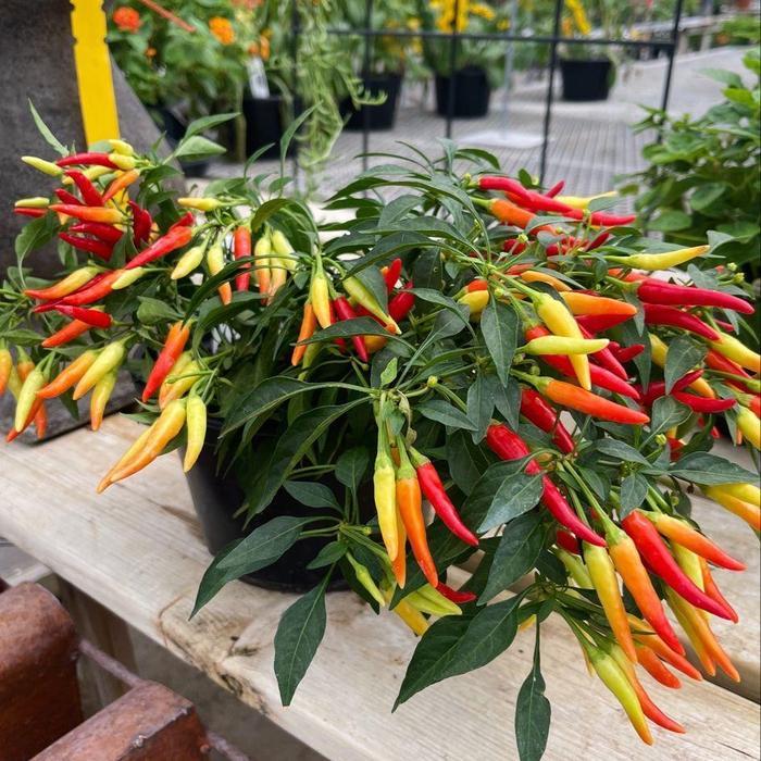 Biji Bibit Benih Tanaman Cabe Hias Pedas Sparkler Hot Pepper Mudah Tumbuh
