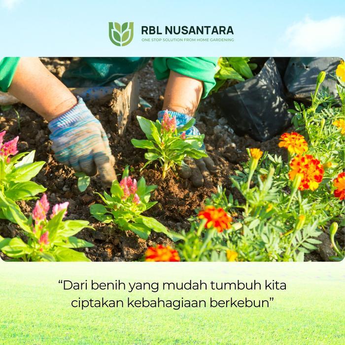 Rbln - Paket 10 Macam Benih Bunga Hias Termasuk Aster Rosella Ungu Telang Lavender Marigold