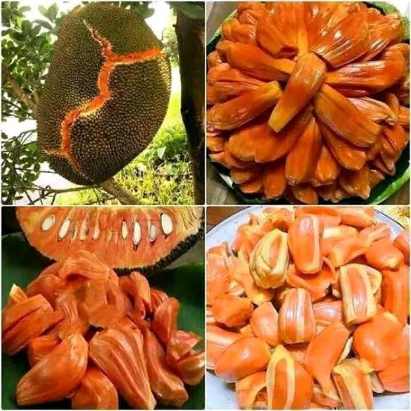 BENIH BIBIT NANGKA MADU MERAH HALAL