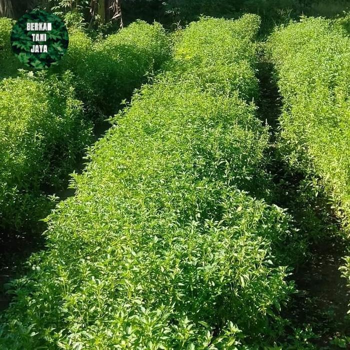 Promo Benih Bibit Sayur Kemangi 1Kg Tbk
