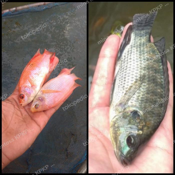 paket bibit ikan nila gesit ukuran 3 jari full isi 30 ekor