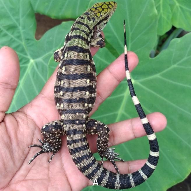 Chacoan Tegu Baby Pilihan