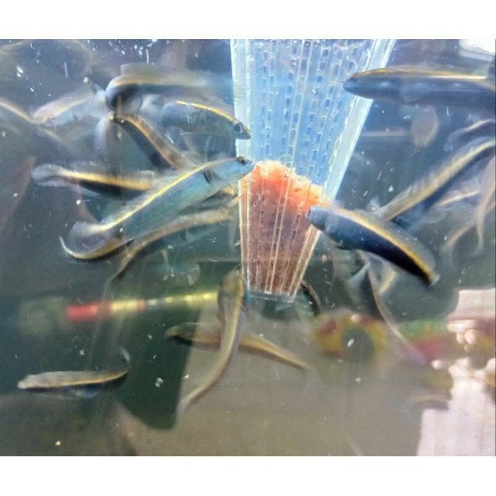 Baby Channa Maruliodes Sp Yellow Chana Yellow Sentarum Cana Ys Tbk