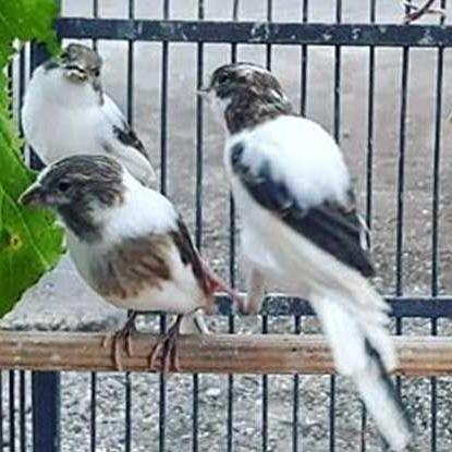Burung Kenari Loper Panda Pilihan Sehat Lincah Siap Jantan Betina