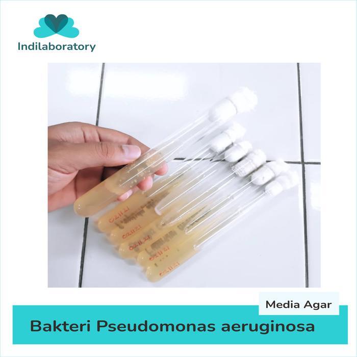 Kultur Murni Bakteri Pseudomonas aeruginosa ATCC untuk Penelitian Mikrobiologi dan Praktikum