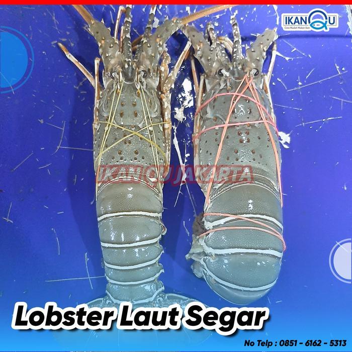 Lobster Air Laut SEGAR (1KG) isi 4-5 Ekor - Lobster FRESH