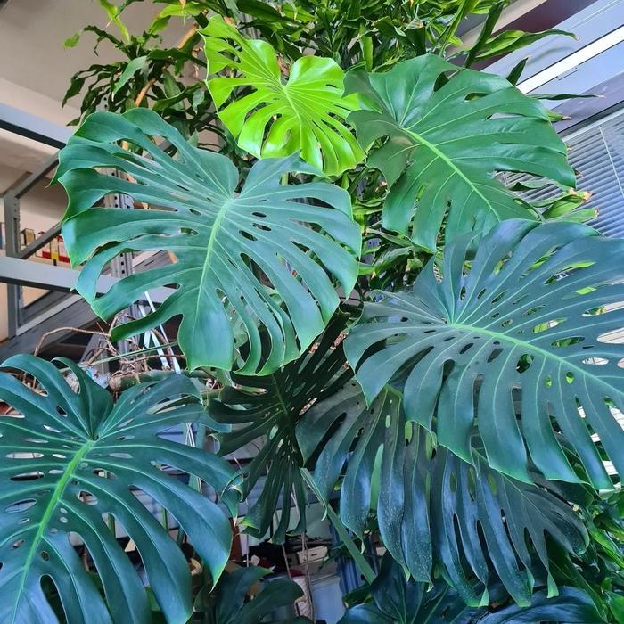 PROMO tanaman hias monstera king jumbo monstera king besar monstera king