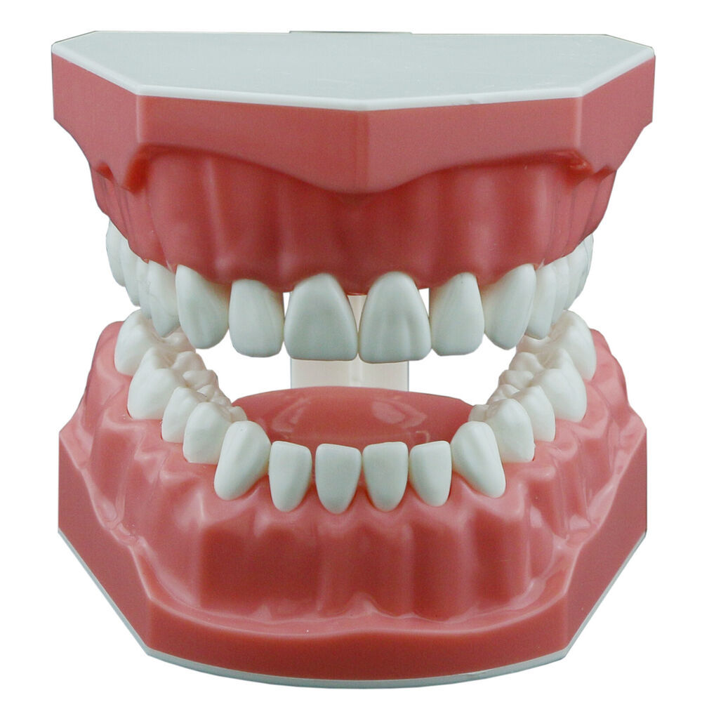Dental Teaching Model Typoodnt Brushing Flossing Practice Studying