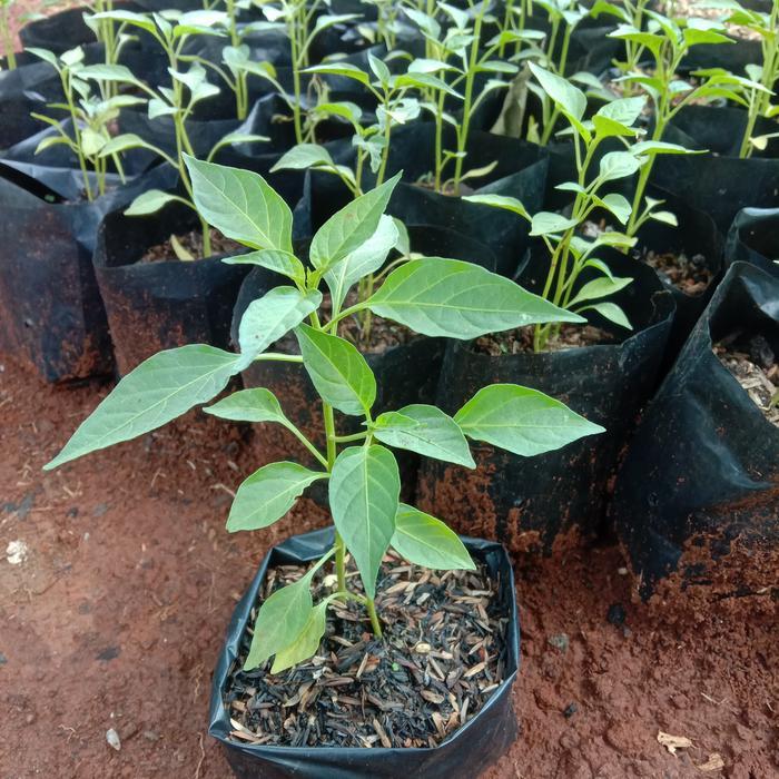 Bibit Tanaman Cabe Merah Cengek Lombok Siap Tanam dalam Polybag