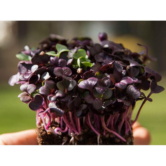 Moonieshopline Benih Sayur Microgreen Radish Rambo - Microgreen Lobak Rambo