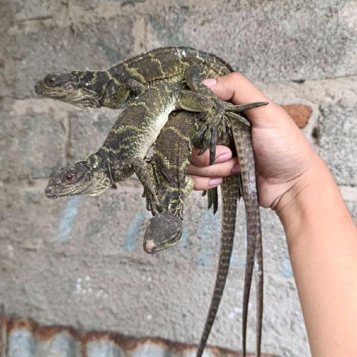 Soa Layar Celebensis Sailfin dragon