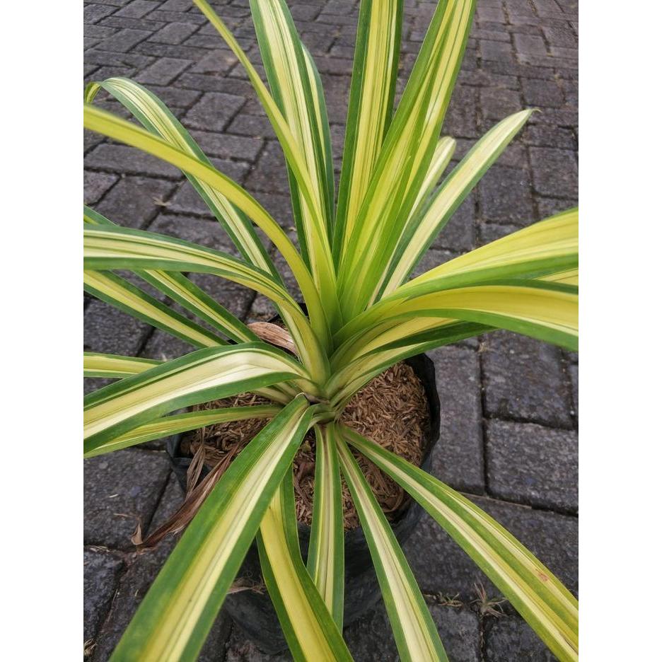 Tanaman Hias Pandan Wangi Variegata Daun Corak Putih Aromatik