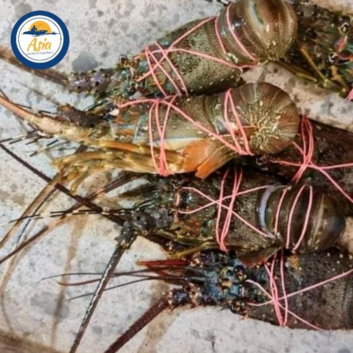 Lobster Fresh Beku per Kilogram