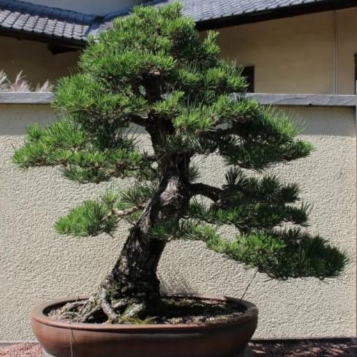 1 Biji Benih Bibit Pohon Bonsai Pinus Hitam - Japanese Black Pine