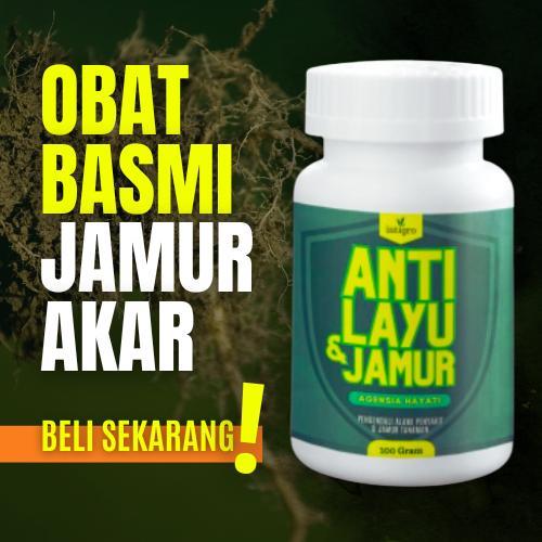 ` Obat Busuk Akar Cabe Hidroponik Obat Jamur Busuk Akar dan batang Tanaman Padi Cabe Bawang Alpukat