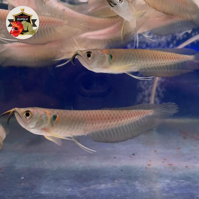 arwana silver red / silver brazil serat merah ukuran 8-10cm ikan hias air tawar full garansi