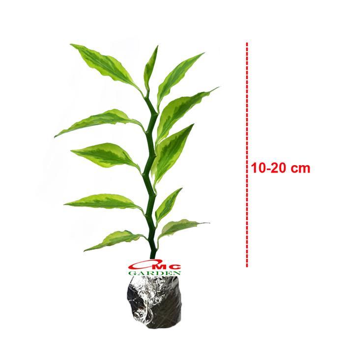 ZIG ZAG ZIGZAG PLANT PATAH TULANG EUPHORBIA TIRUCALLI TANAMAN 1020 TOPPSSS