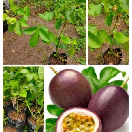 Bibit Markisa Madu dan Markisa Kuning Manis Siap Tanam