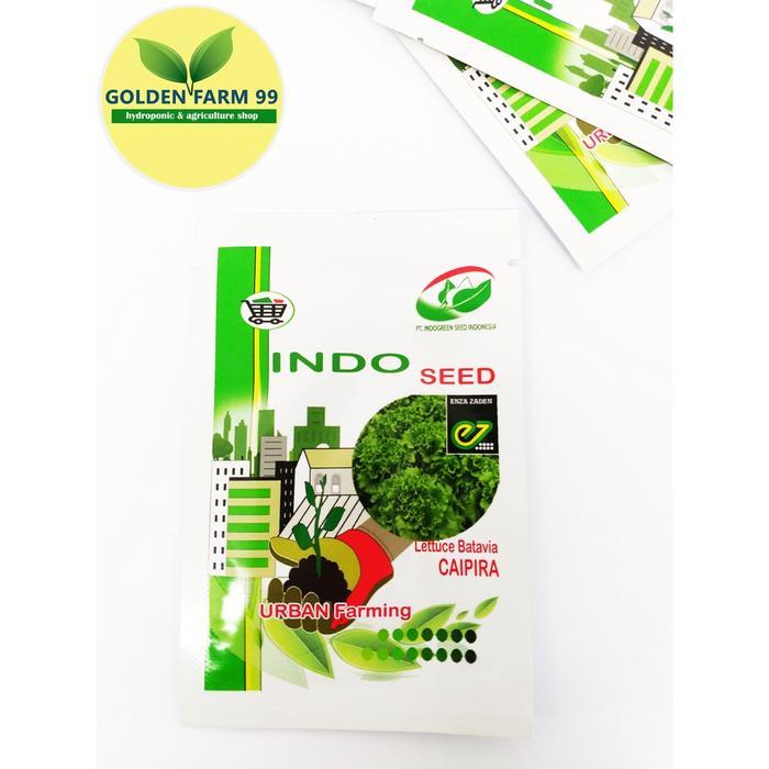 Ready Stock Benih Selada Caipira 1 Gram Indo Seed - Ori Terlaris