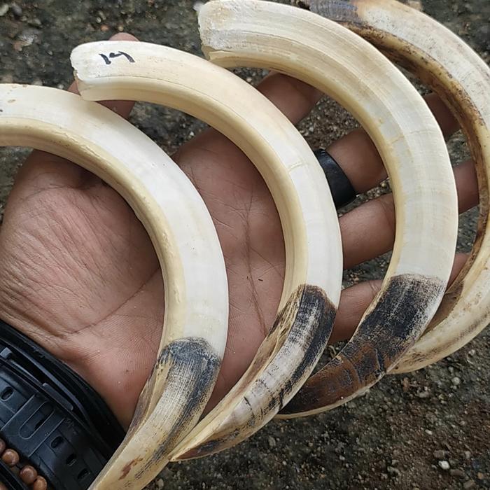 TARING BABI 14CM JUMBO