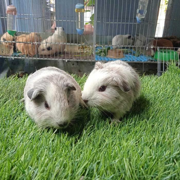 marmut hias american boar