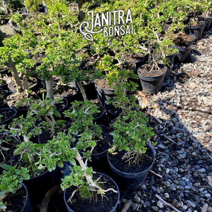 Bonsai sancang mame siap pajang