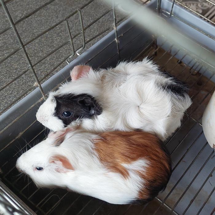 marmut guinea pig peruvian