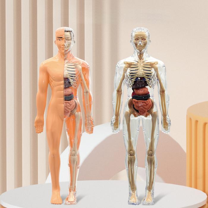 HUMAN BODY ANATOMY MODEL MAINAN DOKTER MAINAN TENGKORAK HUMAN ORGANS