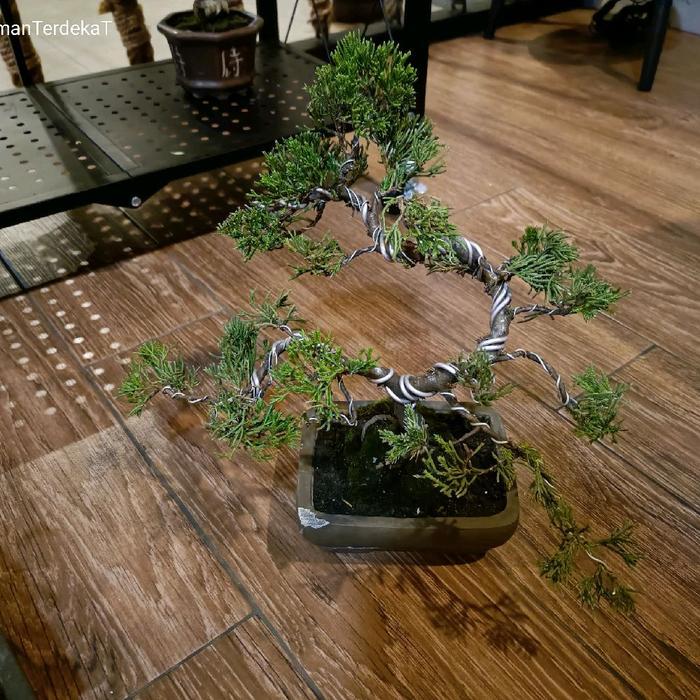 Bonsai koleksi bonsai seni/ Bonsai pameran