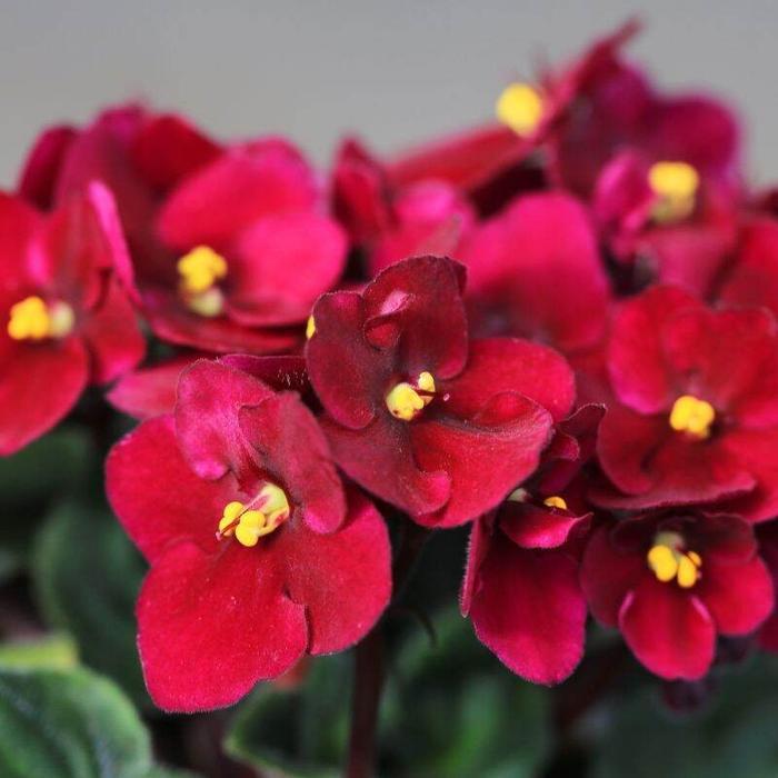 Moonieshopline 250 Butir Benih Bunga Violet Afrika Merah / Red African Violets Import Kemasan