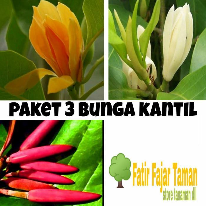 Paket 3 Tanaman Bunga Kantil Putih Merah Kuning / Bunga Cempaka -Bibit
