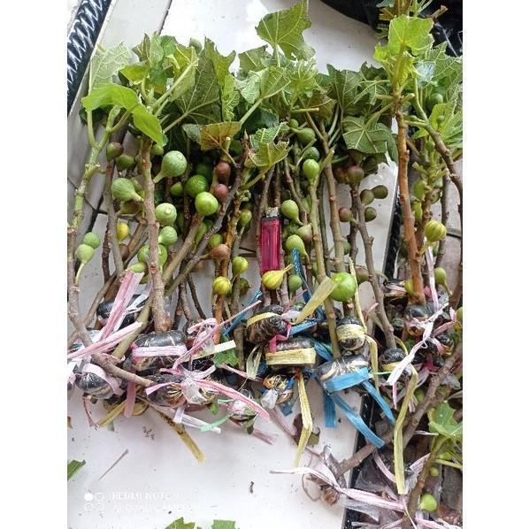 bibit cangkok kondisi sudah BERBUAH. bibit pohon buah tin ara fig. TERLARIS HALAL