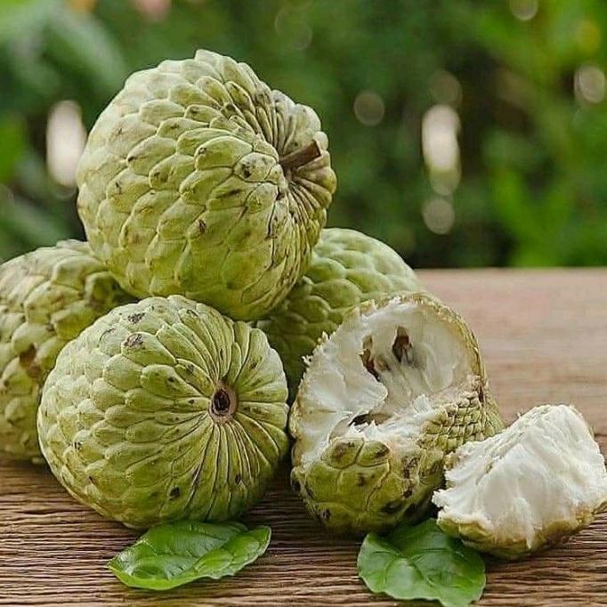 BIBIT TANAMAN BUAH SRIKAYA LOKAL TGBU14 ATZ super