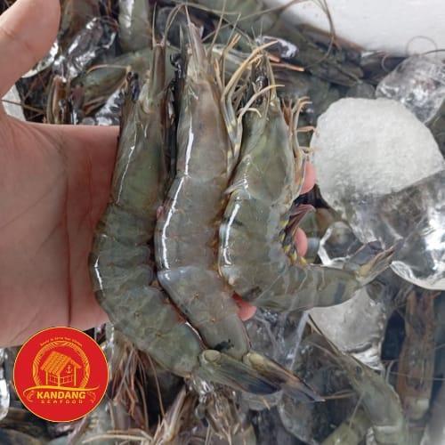 Udang Pancet Jumbo / Tiger Shrimp / Windu / Fresh Frozen Segar